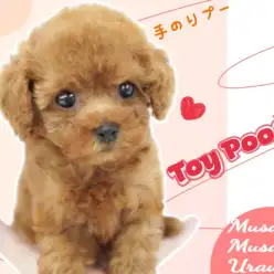 【 トイプードル 】ぬいぐるみ級のかわいさ！もふもふ垂れ目の華麗なる乙女