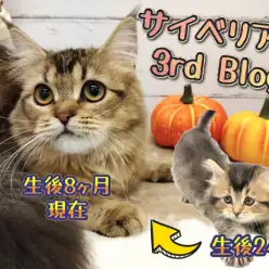 【 サイベリアン 】皆様に愛され続け生後8ヶ月、上品な女の子に成長しました！