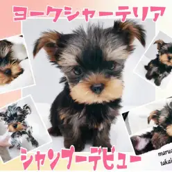 【 ヨークシャーテリア 】シャンプーしたぞ！