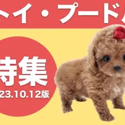 【 トイ・プードル特集 】10/12現在在店中の不動の人気のトイ・プードルちゃん!!