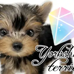 【 ヨークシャーテリア 】変化で魅せるその美貌でみんなを虜にするヨーキー！