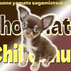 【 チワワ 】ビターで甘いチョコレートカラーに身を包んだ小さめサイズのチワワ！