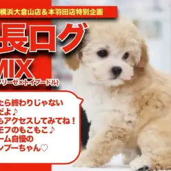 【 ビションプーちゃんの成長アルバム 】ボリューム自慢のもこもこMIXちゃんの成長記！