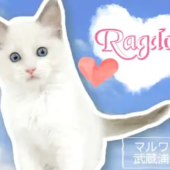 【 ラグドール 】大人気カラーの女の子！ふわふわ可愛い抱っこ好きな極上にゃんこ