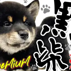 【 柴犬 】THE・日本犬！プレミアム級な黒いクマさん！