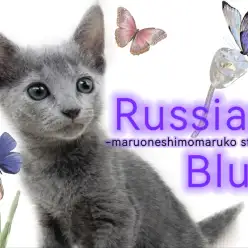 【 ロシアンブルー 】光沢のあるブルーの被毛が美しい長年愛され続ける美猫降臨！