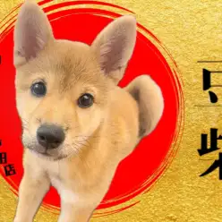 【 豆柴 】ルックス・性格ともに神がかった和犬！じっくりとご覧あれ