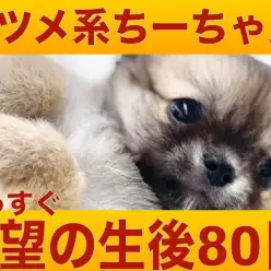【 チワワ  】もうすぐ生後80日を迎えるドワーフボディーの癒し系プリンセス！