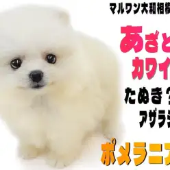 【 ポメラニアン 】閲覧数急上昇中のスターわんこ！大人気のあざらしポメが登場！