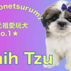 【 シーズー 】元祖愛玩犬No.1！ふっくら可愛い男の子！！