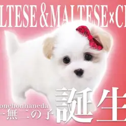 【 MIX 】父：マルチーズ・母：狆×マルチーズのハーフから誕生したマルマルチン