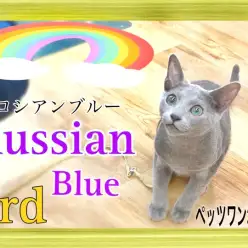 【 ロシアンブルー 】3rd紹介 元気いっぱい！遊ぶの大好き王子様