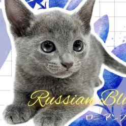 【 ロシアンブルー 】気品ある美しさにくぎ付け！ロシアンスマイル炸裂で皆様を虜に