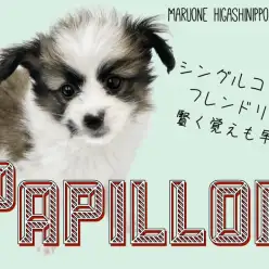 【 パピヨン 】優雅で豪華なイメージ？実際は陽気でフレンドリーな隠れた人気犬種