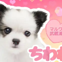 【 チワワ 】特別感のある可愛いカラーは必見！コロもこボディの美形な女の子