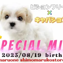 【 MIX 】貴重クォーター犬現る!ビションとキャバションが両親の女の子!