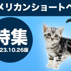 【 アメリカンショートヘア特集 】10/26現在在店中の全店舗のアメショちゃん！