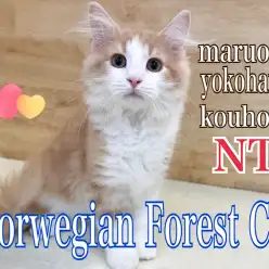 【 ノルウェージャンフォレストキャット 】イケにゃんノル君の生後3ヶ月の今