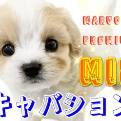 【 MIX 】絶大人気のキャバション！超プレミアム級パピー堂々登場！