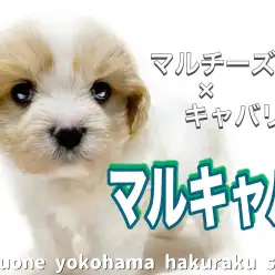【 MIX 】抜群の癒され度！魅力たっぷりな大注目MIX犬マルキャバが降臨！