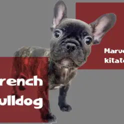 【 フレンチブルドック 】あなたを笑顔にして見せます！ぺちゃ顔界のプリンス登場！