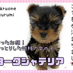 【 ヨークシャーテリア 】整ったお顔！おっとりした性格の女の子！