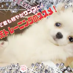 【 へそ天トレーニング 】コレで君も穏やかワンコ！ヘソ天トレーニングのススメ！