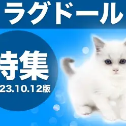 【 ラグドール特集 】10/12現在在店中の青い瞳の美猫!最新の写真も公開中!