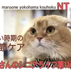 【 お役立て情報 】シニア猫さんの知ってると安心寒い時期の関節ケア