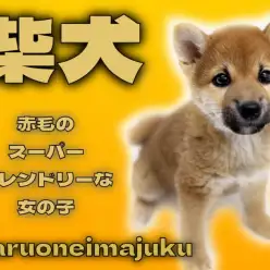 【 柴犬 】目ヂカラ最強の美人顔！スーパーフレンドリーで感情表現豊かな女の子！