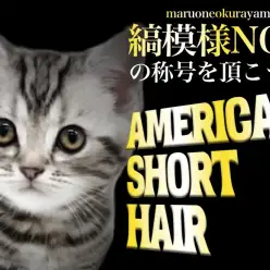 【 アメリカンショートヘア 】甘えん坊な性格の素晴らしい縞模様アメショちゃん！！