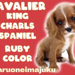 【 キャバリア 】マニアが悶絶！聖地に降臨した希少ルビー＆ホワイトの美少女！