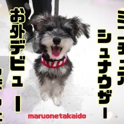 【 ミニチュアシュナウザー 】初めて見る外の世界！シュナちゃんお散歩デビュー！