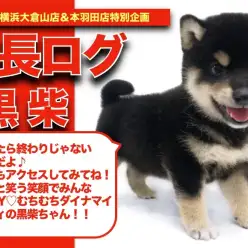 【 クロちゃんの成長アルバム 】笑顔炸裂！ムチコロボディ！黒柴ちゃんの成長記！