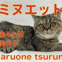 【 ミヌエット 】2ndブログ！ワクチンプログラムも終わり華麗に成長中!