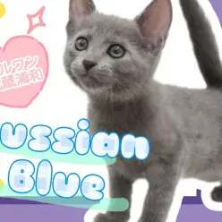 【 ロシアンブルー 】ブルーが輝く高貴な姿・甘えん坊な性格のプリンスにゃんこ