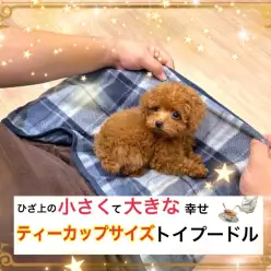 【 トイプードル 】THE・極小！ティーカップサイズのプレミアムボーイ！
