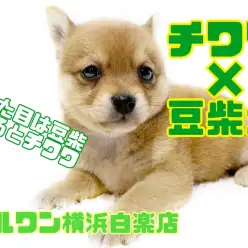 【 MIX 】見た目は豆柴、触り心地はチワワ！？激レアMIXがやってきた！