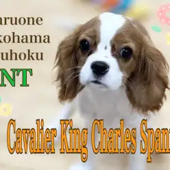 【 キャバリア 】愛されキャラNO1！3か月のキャバリアちゃん