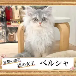【 ペルシャ 】猫界の小さなクイーン！ペルシャちゃん