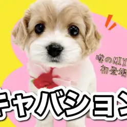 【 キャバリアMIX 】初登場！！噂のスーパースターキャバションがやってきた！