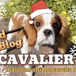 【 キャバリア 】愛されキャラNo.1！生後半年を迎えたお散歩上手な3rdブログ