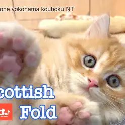 【 スコティッシュフォールド 】明るいレッドタビーが美しい立ち耳スコティッシュ
