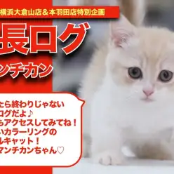 【マンチちゃんの成長ブログ 】柔らかカラーのパステル系キャット！短足マンチカンちゃんの成長記！