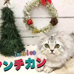 【 マンチカン 】マイペース度UP！生後4ヶ月を迎えた癒し系マンチカンの成長記録