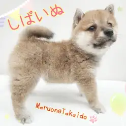 【 柴犬 】もっちりどすこいボディののんびり屋！