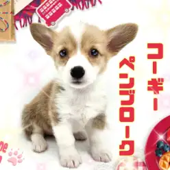 【 ウェルシュコーギーペンブローク 】ちびっこサイズののんびりちゃん！