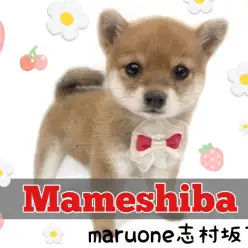 【 豆柴 】誰もが豆ちゃんに釘付け!日本犬代表の可愛すぎる豆ちゃんがついに登場!