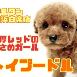 【 トイプードル 】濃厚レッドの毛色を持つ小さめトイプー！遊びよりも人が好き！？