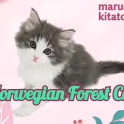 【 ノルウェージャンフォレストキャット 】将来有望!人見知りゼロの美猫ちゃん